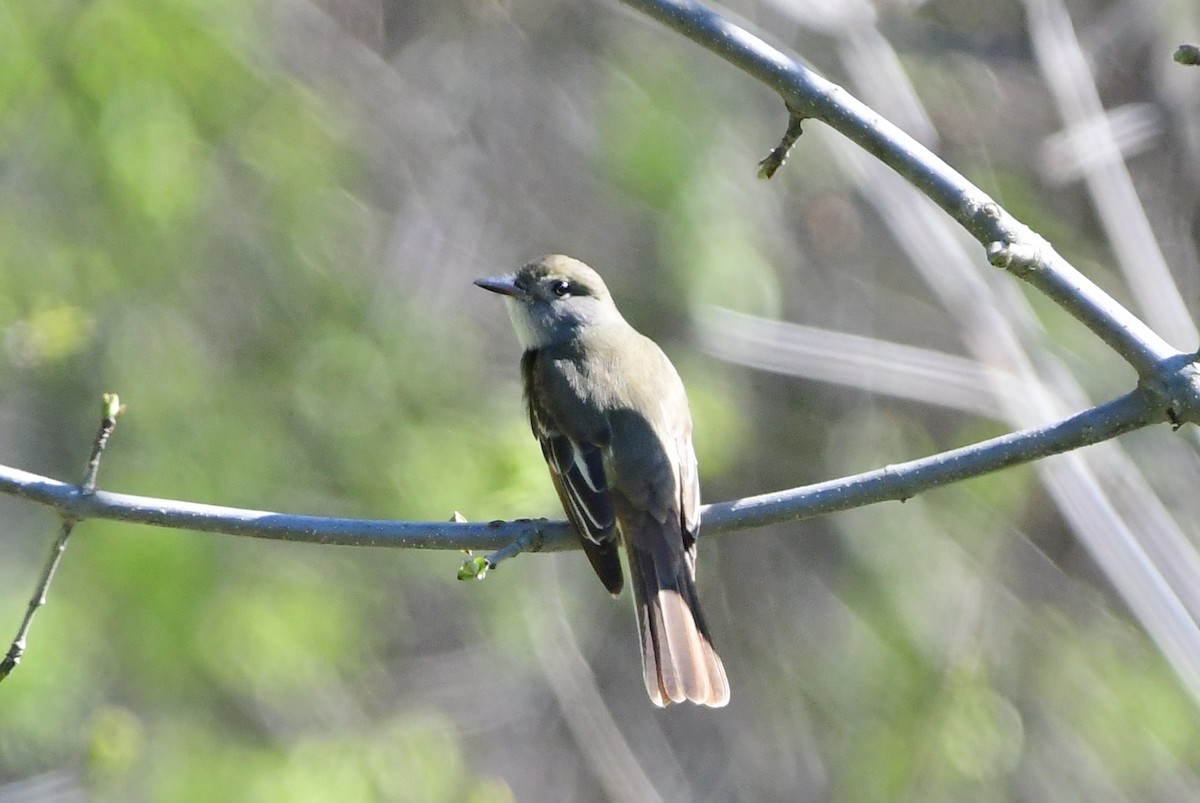 Great Crested Flycatcher - Michele Chartier