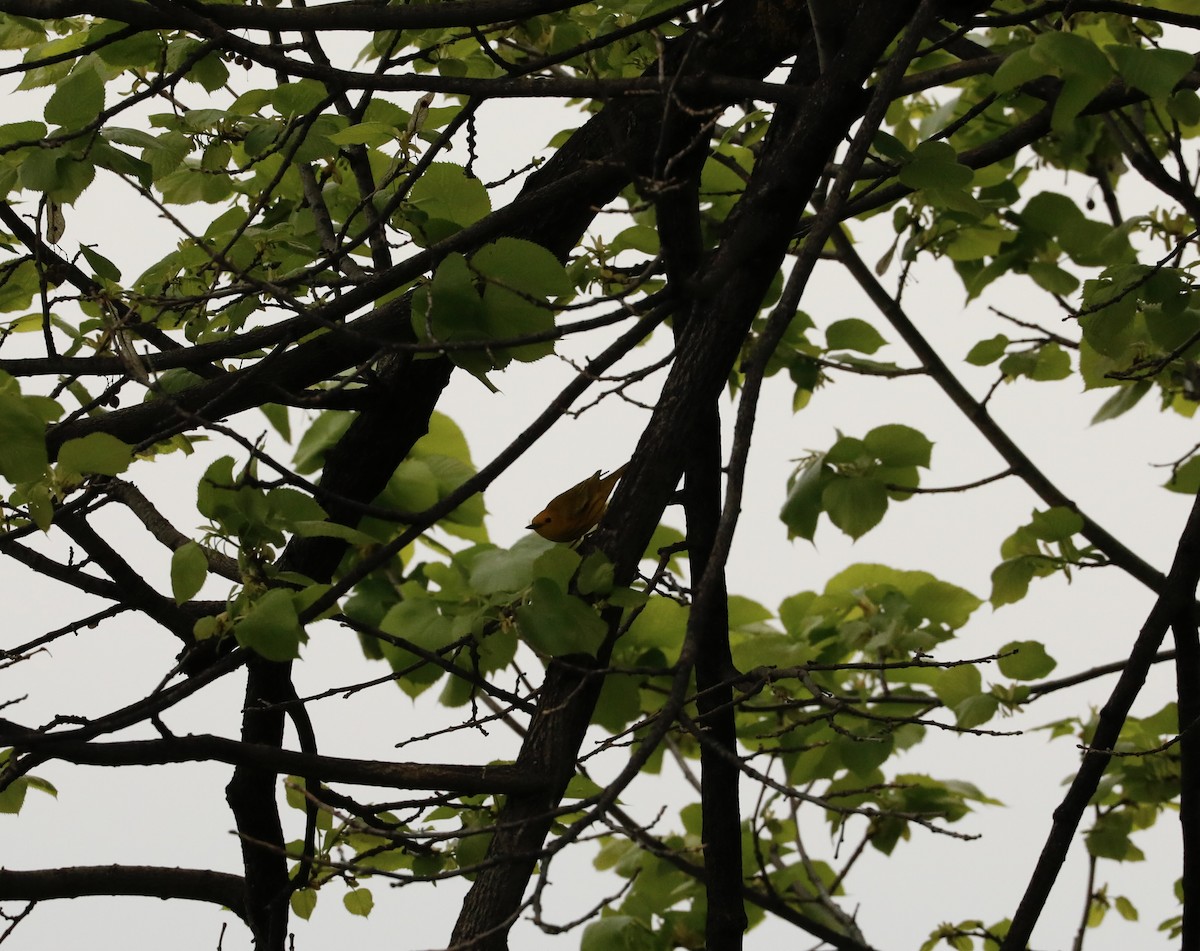 Yellow Warbler - Aaron Loken