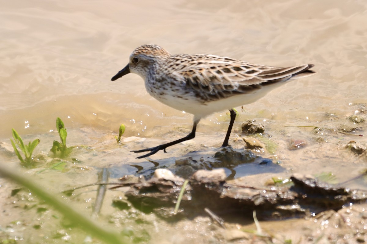 Semipalmated Sandpiper - ML619425807