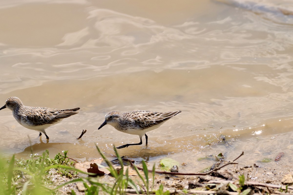 Semipalmated Sandpiper - William Going