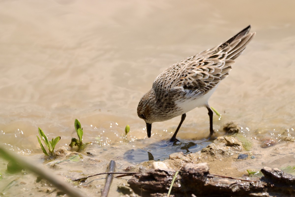 Semipalmated Sandpiper - William Going