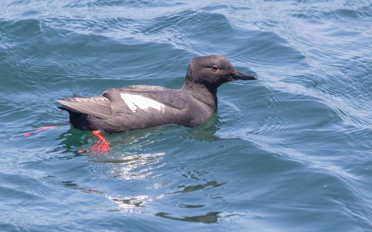 Pigeon Guillemot - John Scharpen