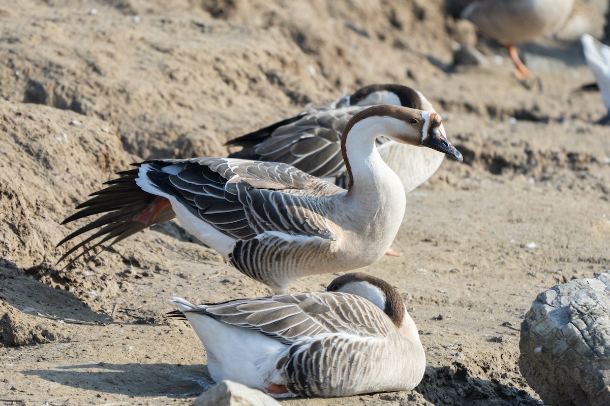 Swan Goose - Kaiyuan Li