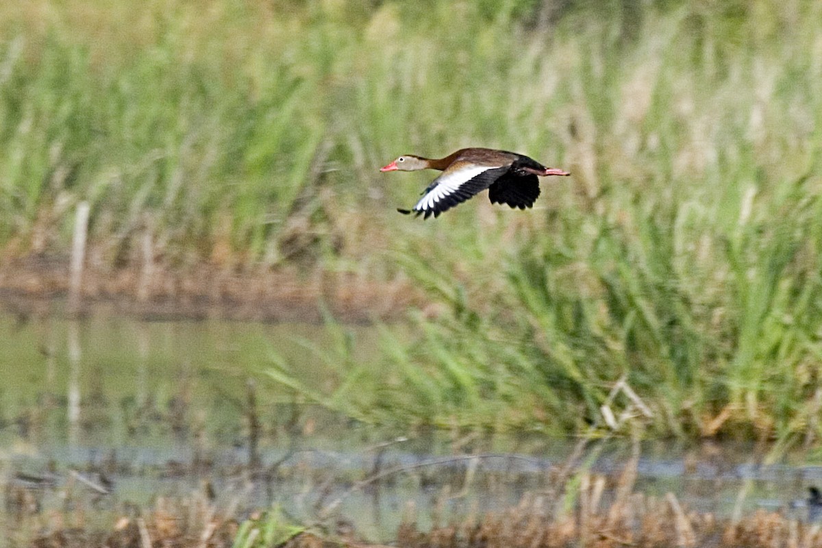 Black-bellied Whistling-Duck - ML619425835