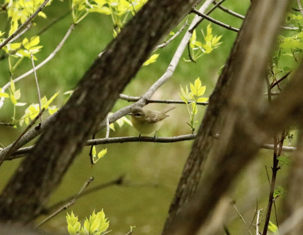 Philadelphia Vireo - Aaron Loken