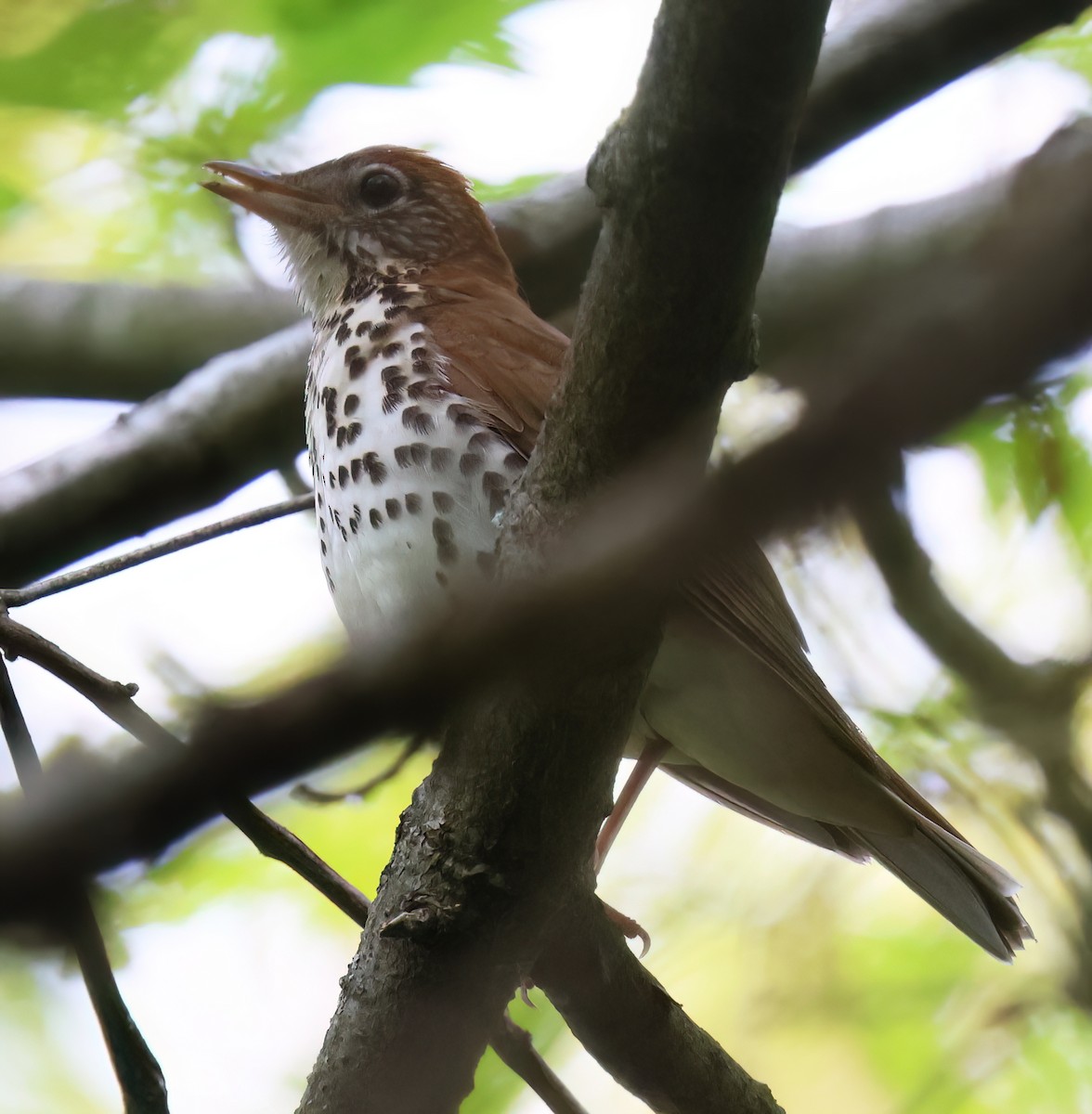 Wood Thrush - Charlotte Byers