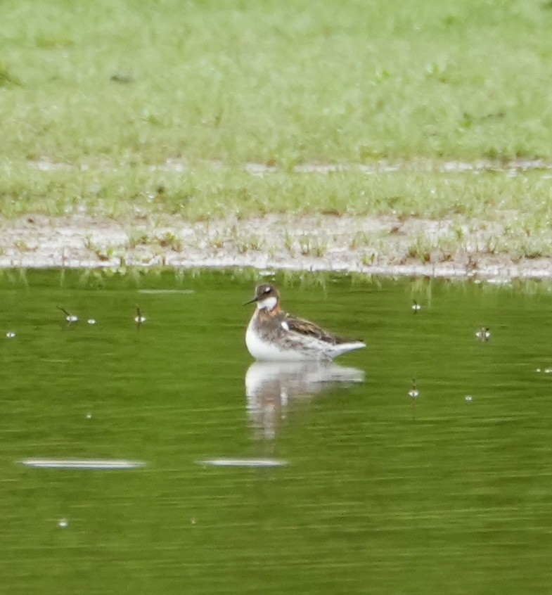 Red-necked Phalarope - Kevin Waggoner