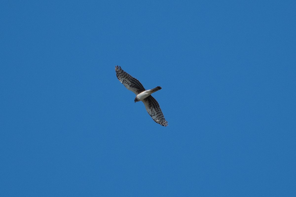 Northern Harrier - ML619425854