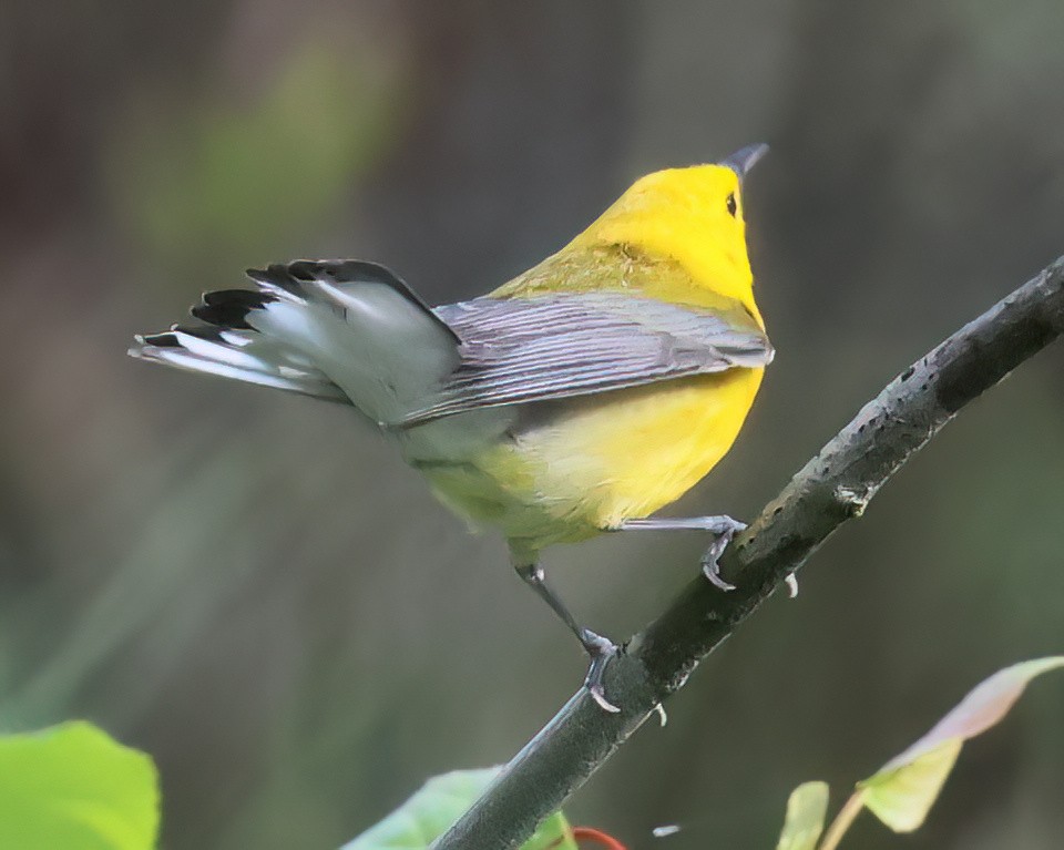 Prothonotary Warbler - Charlotte Byers