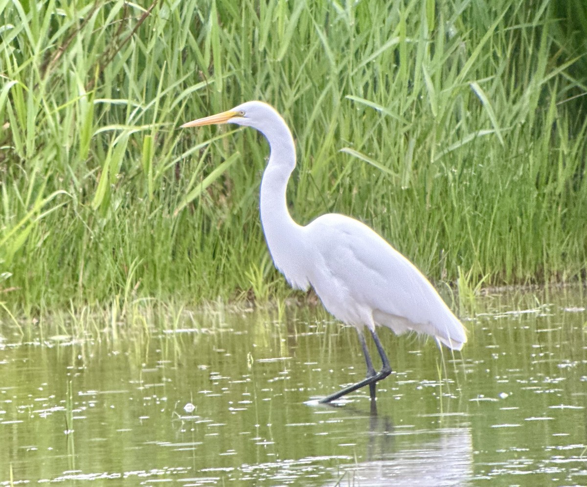 Great Egret - Kevin Waggoner