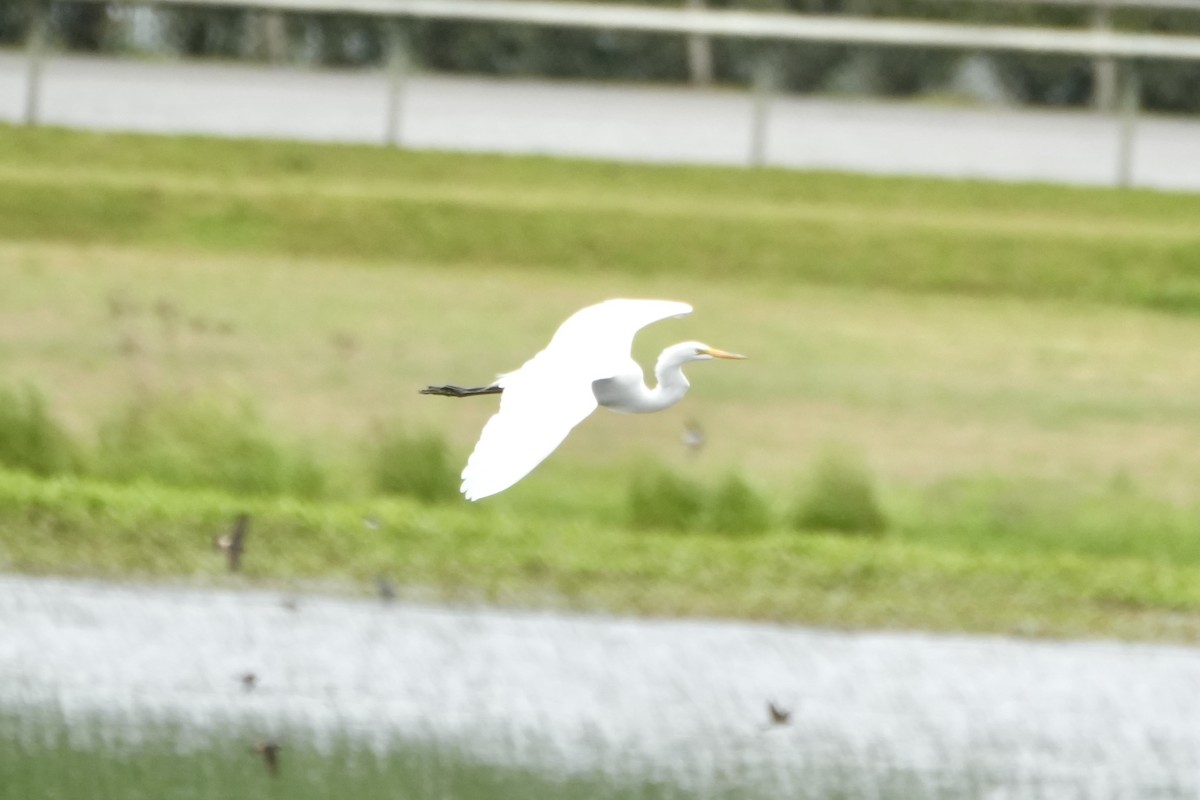 Great Egret - Kevin Waggoner