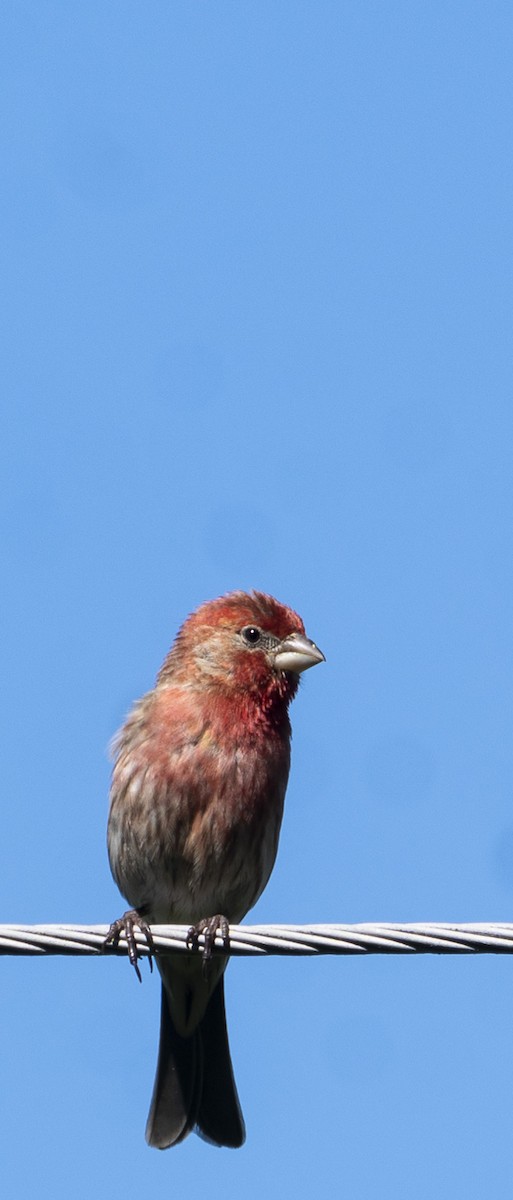 House Finch - Mary Prowell