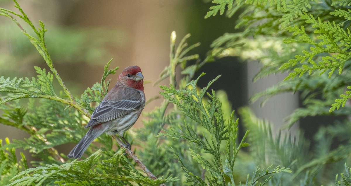 House Finch - Mary Prowell