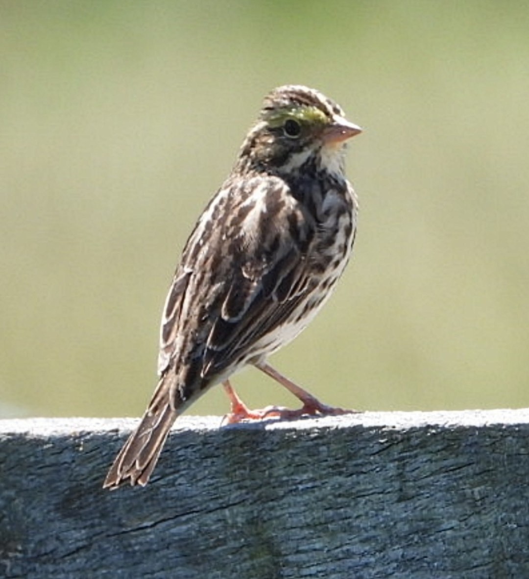 Savannah Sparrow - Douglas White