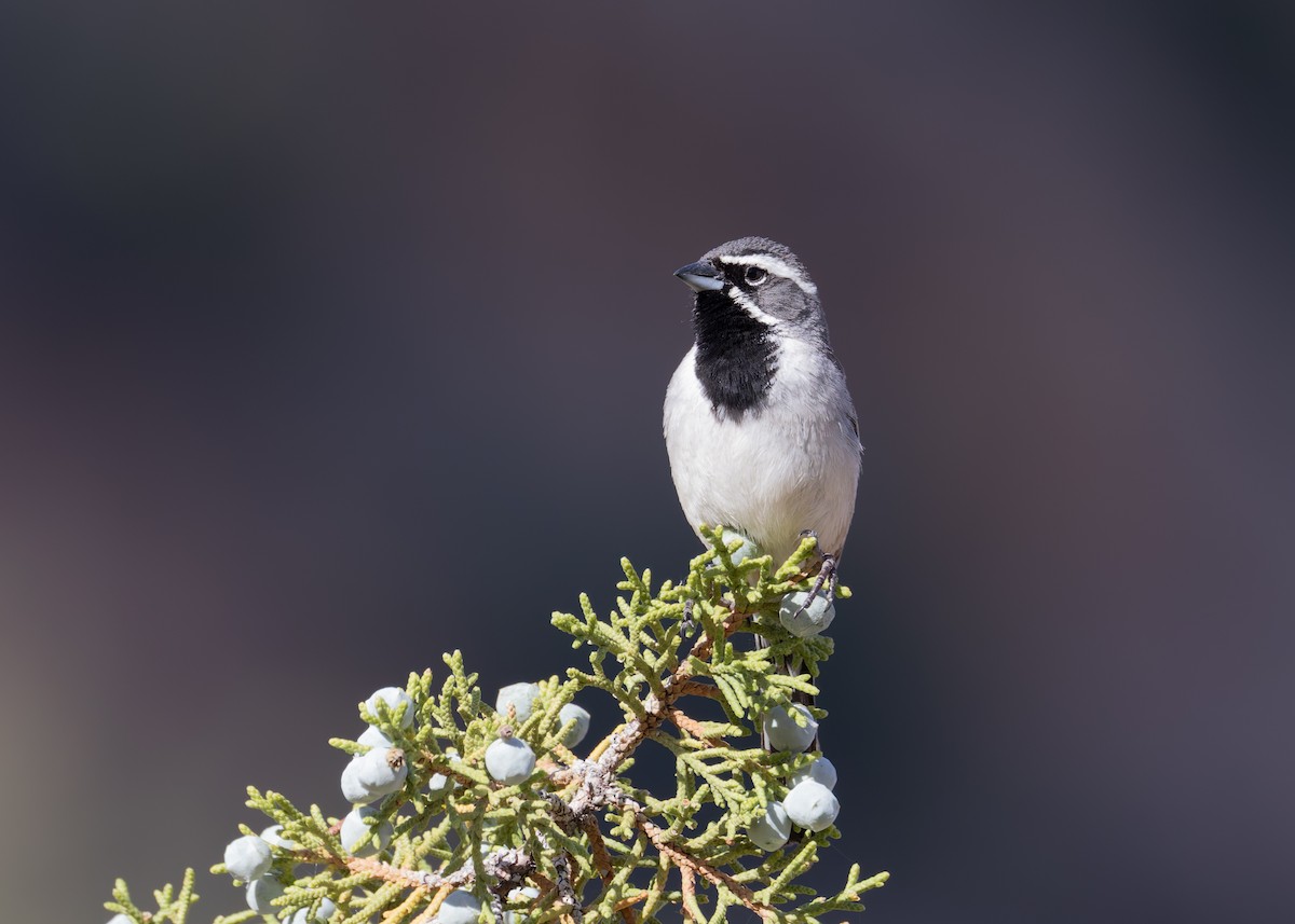 Black-throated Sparrow - Verlee Sanburg