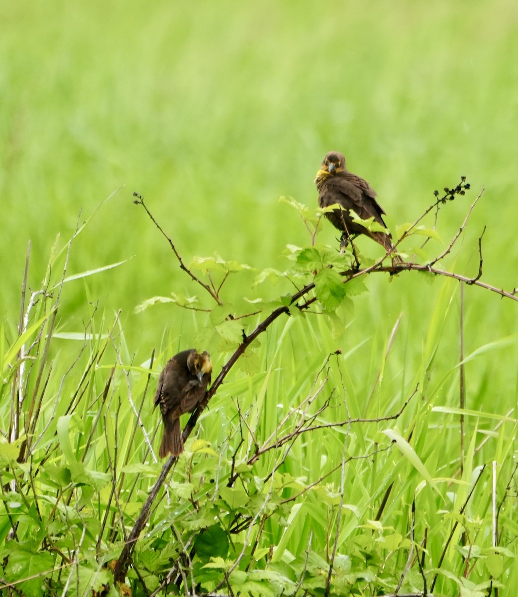 Yellow-headed Blackbird - Kevin Waggoner