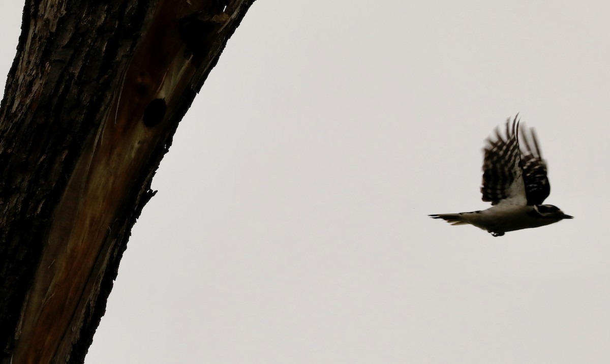 Hairy Woodpecker - Aaron Loken