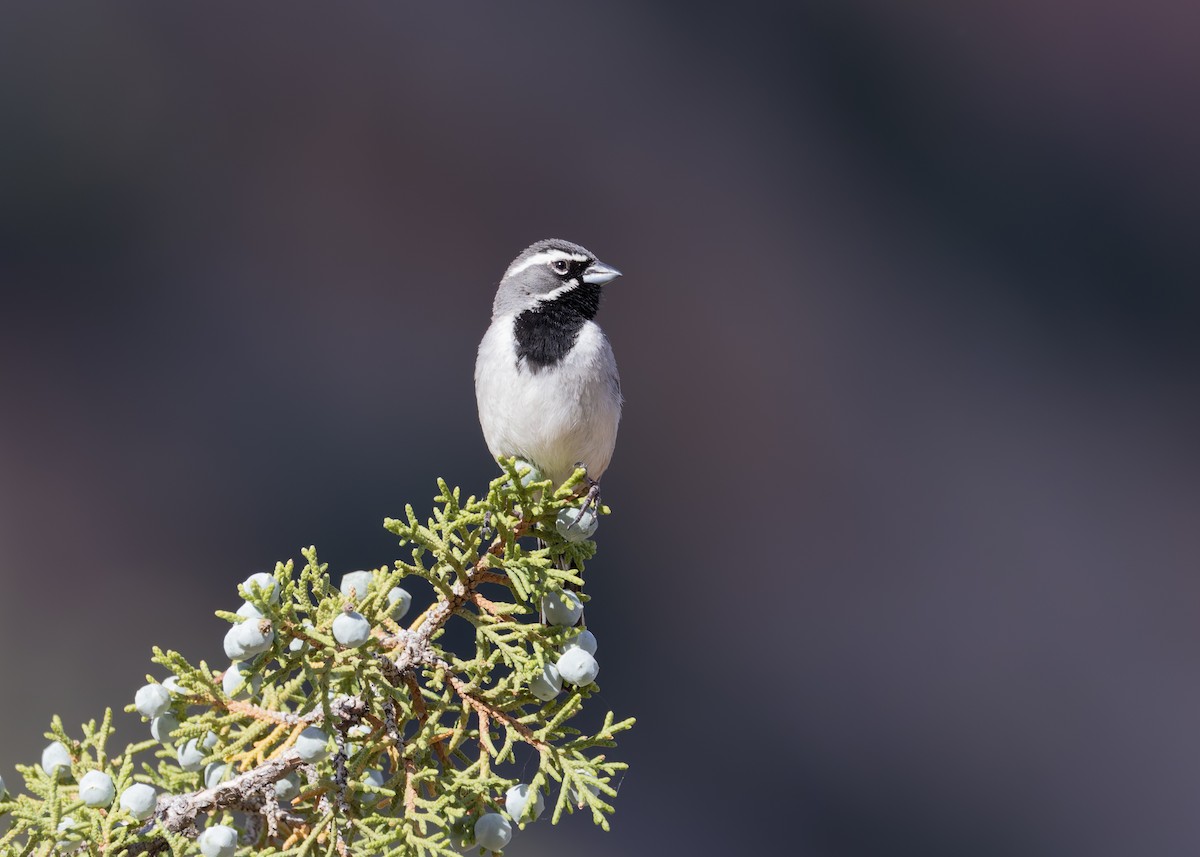 Black-throated Sparrow - Verlee Sanburg
