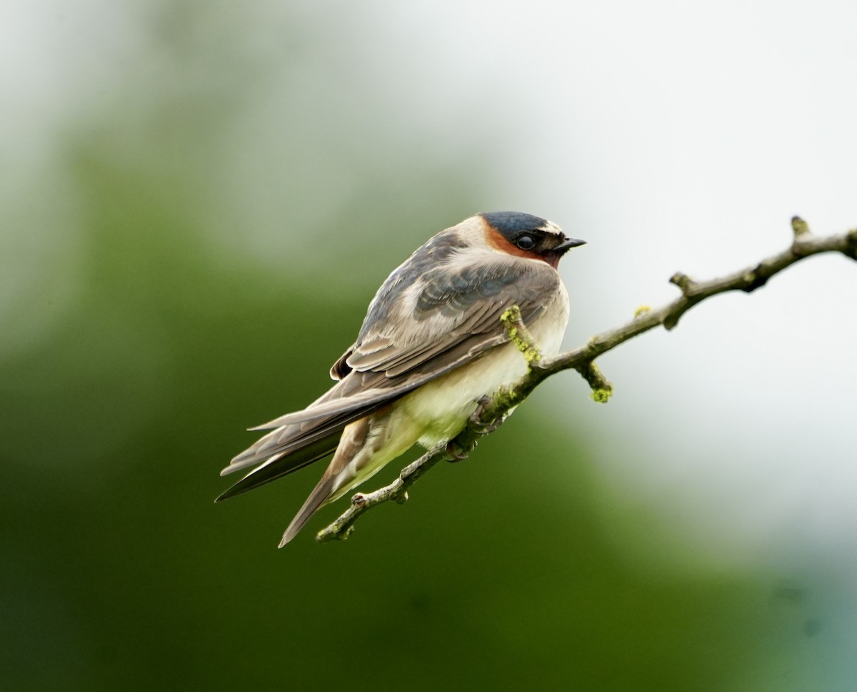 Cliff Swallow - Kevin Waggoner