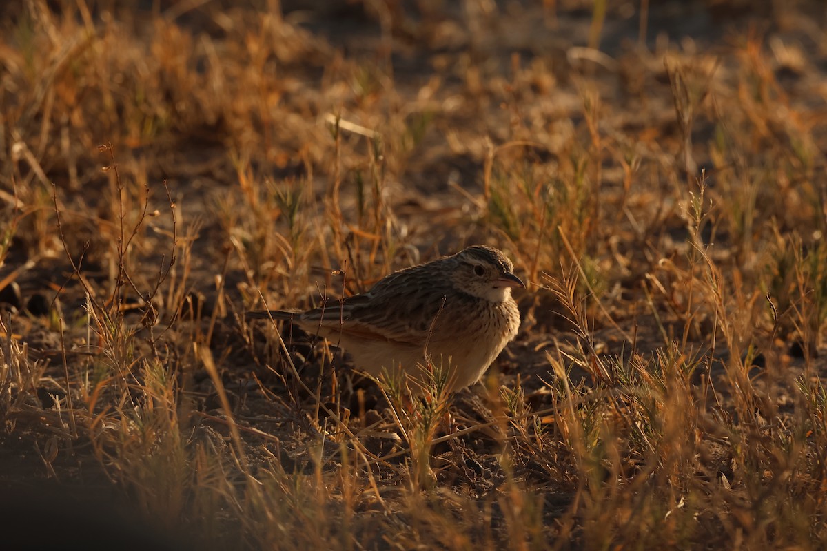 Rufous-naped Lark - Ada Alden