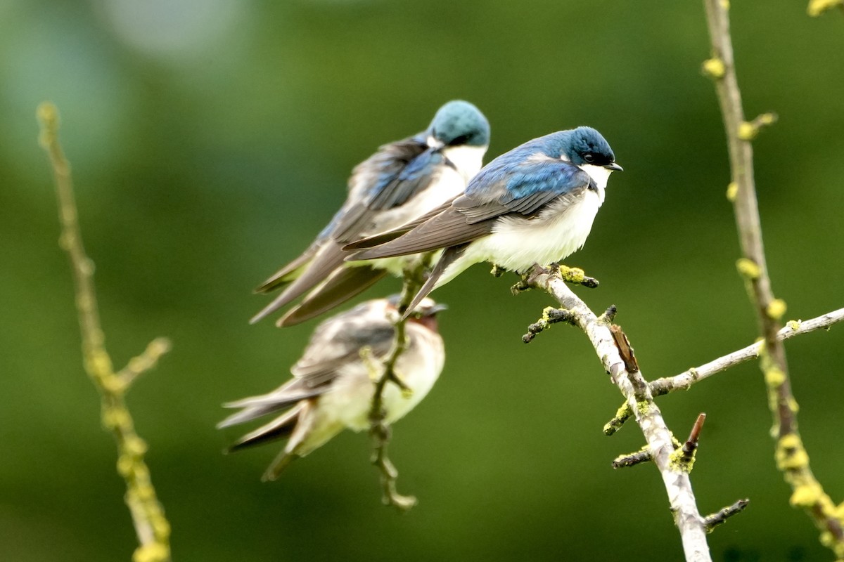 Tree Swallow - Kevin Waggoner