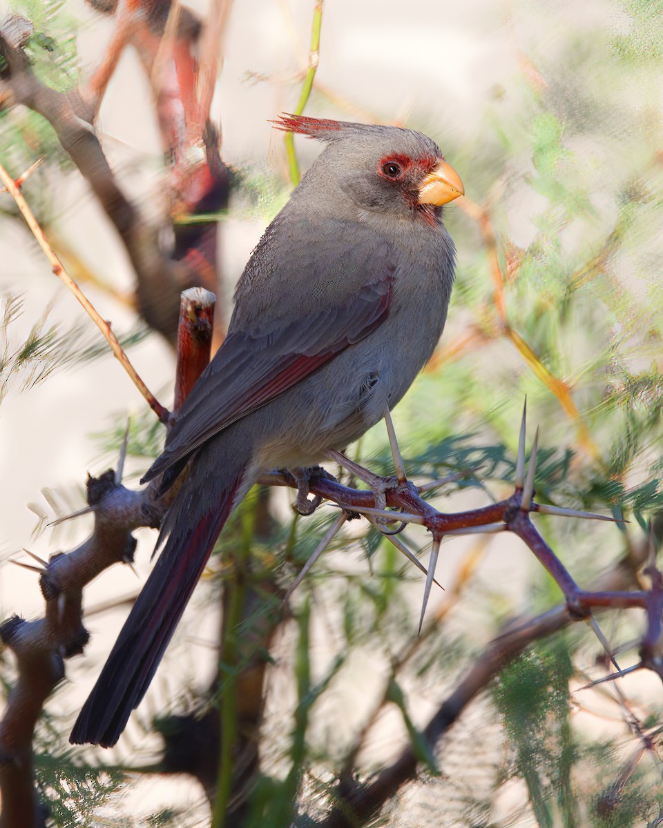 Pyrrhuloxia - Jonathan Dowell