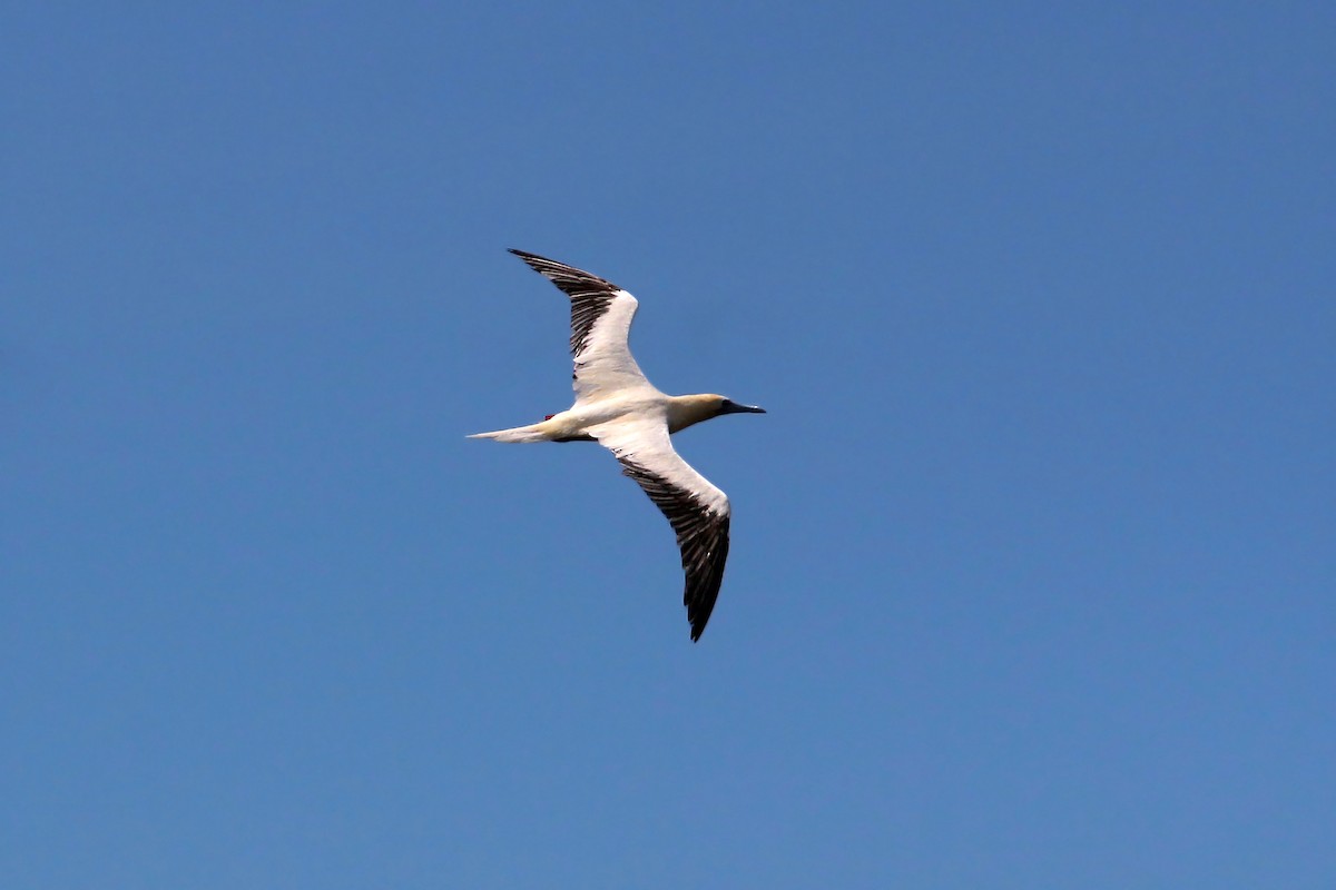 Red-footed Booby - William Clark