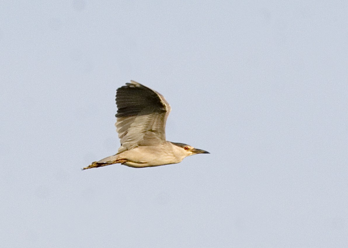 Black-crowned Night Heron - ML619425927