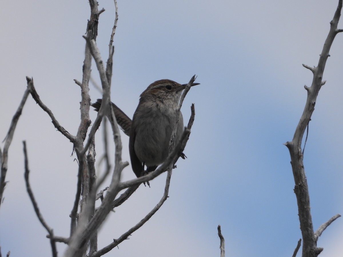 Bewick's Wren - Tom Wuenschell