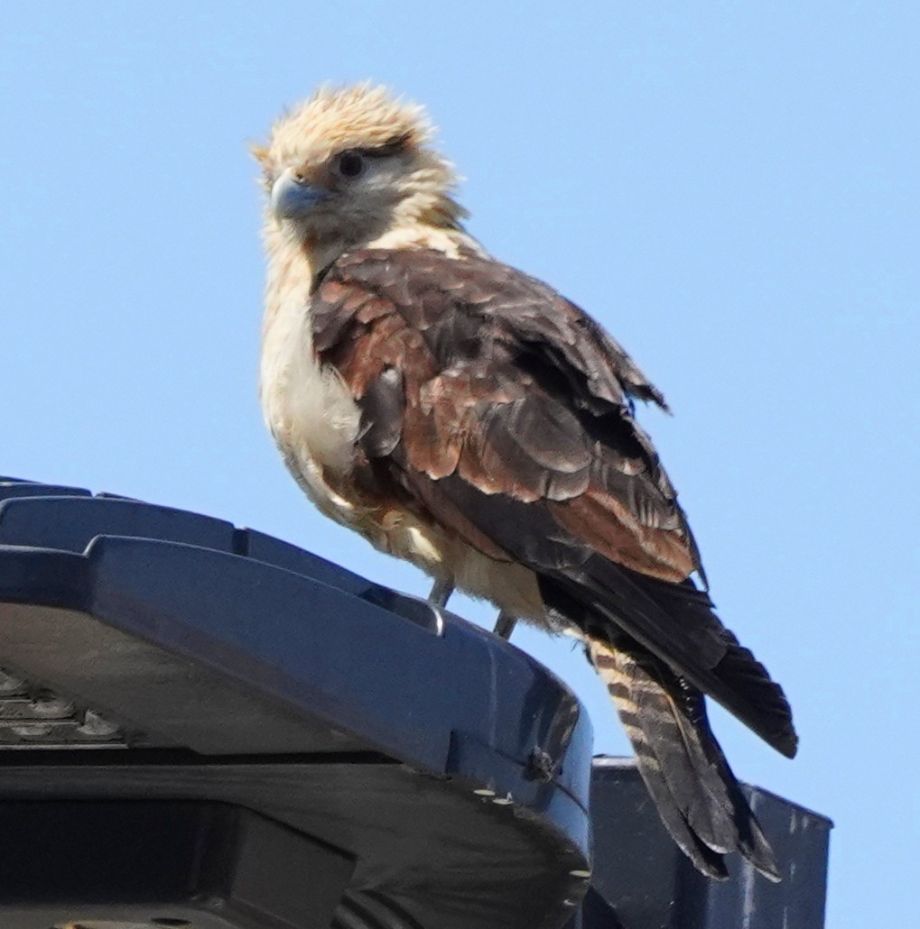 Yellow-headed Caracara - Jim/Cathy Aichele/Nichols