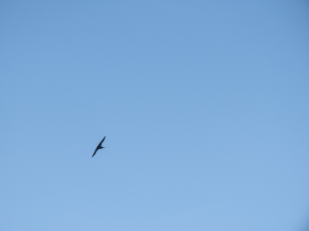 Brown-bellied Swallow - Claudio Tinoco