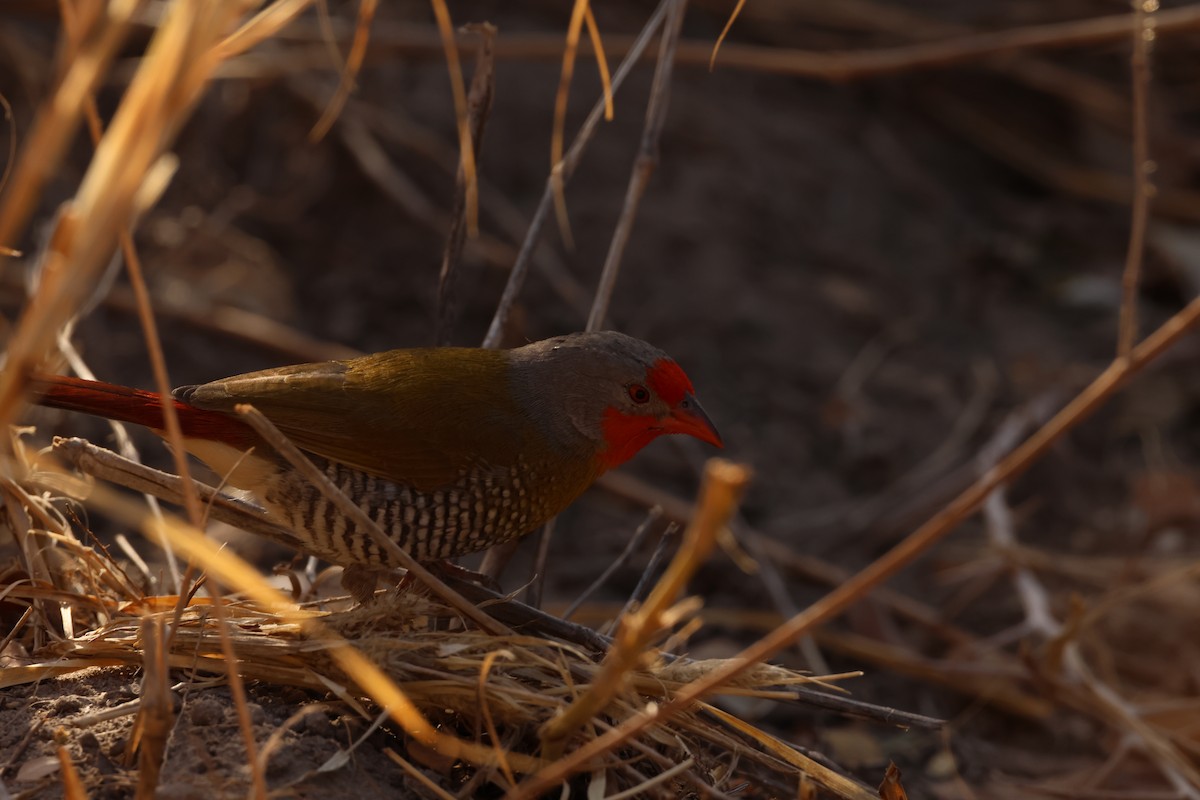 Green-winged Pytilia - Ada Alden