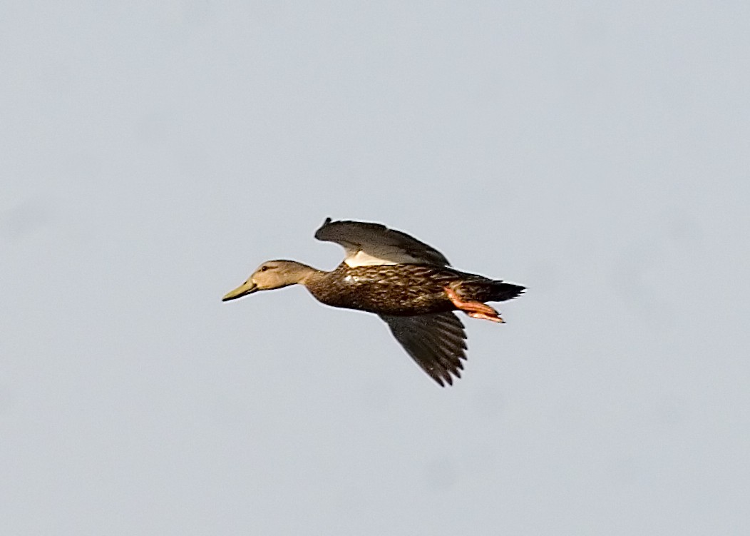 Mottled Duck - Rachel Holzman