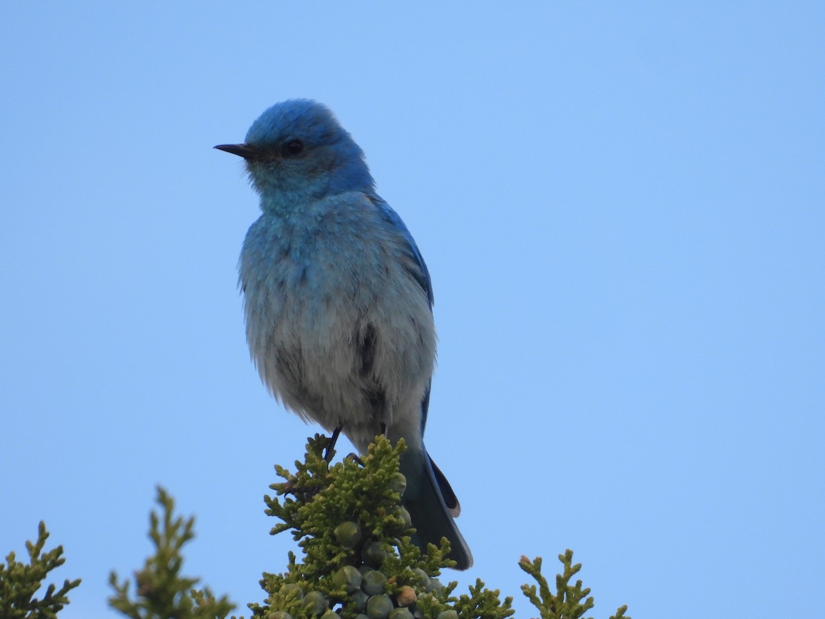 Mountain Bluebird - Tom Wuenschell