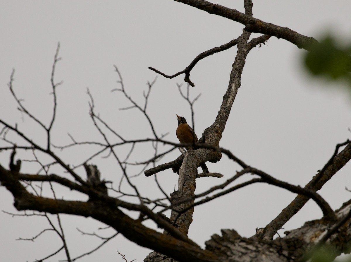 American Robin - Aaron Loken