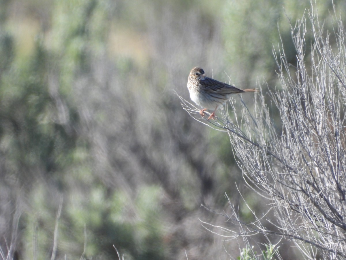 Brewer's Sparrow - Tom Wuenschell