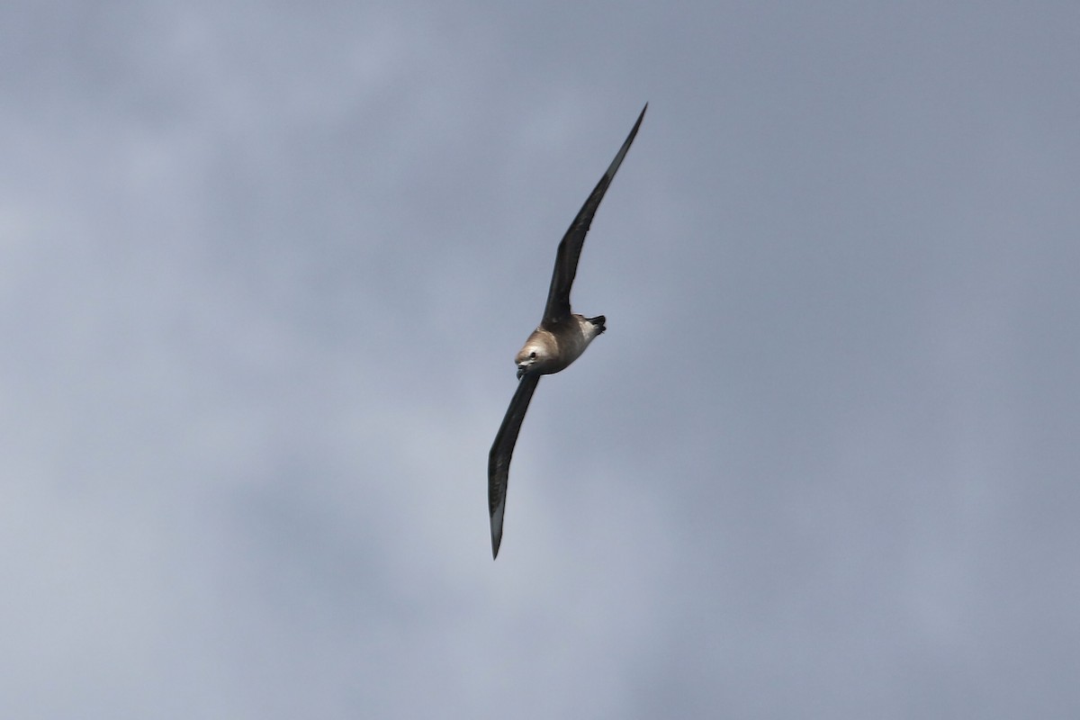 Kermadec Petrel - William Clark