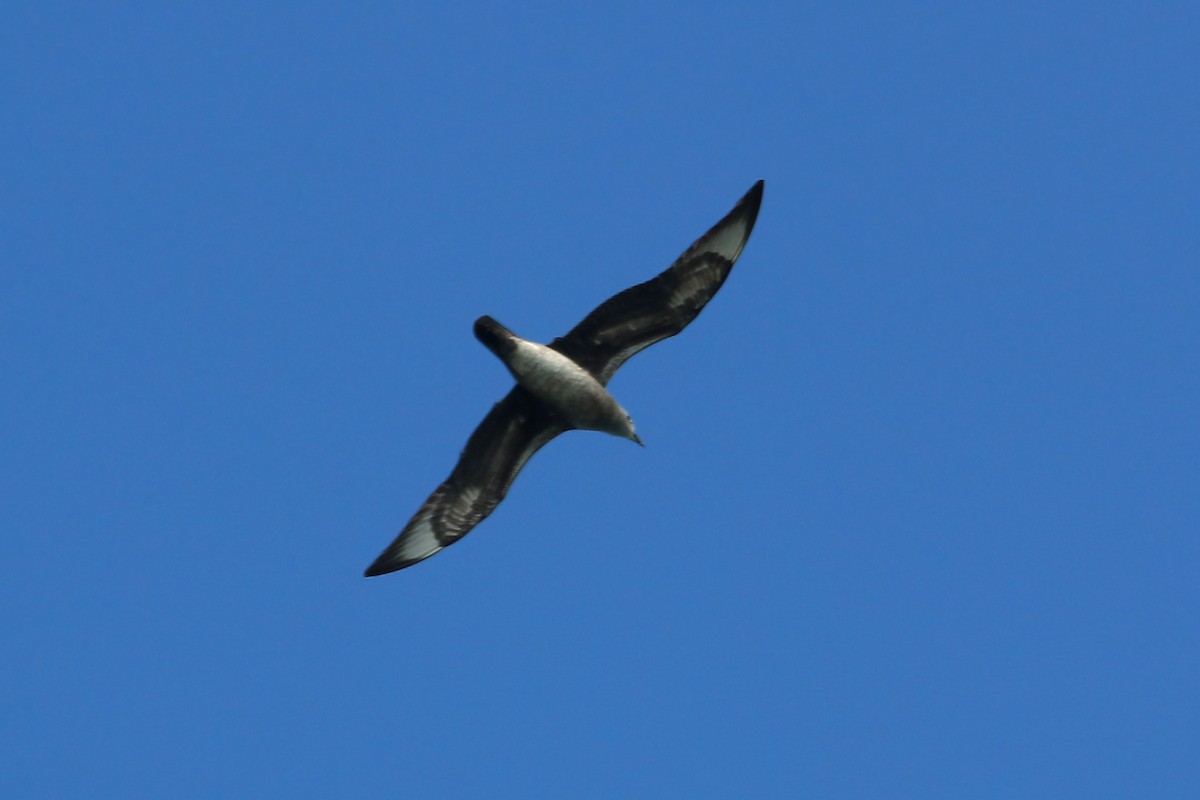 Kermadec Petrel - William Clark