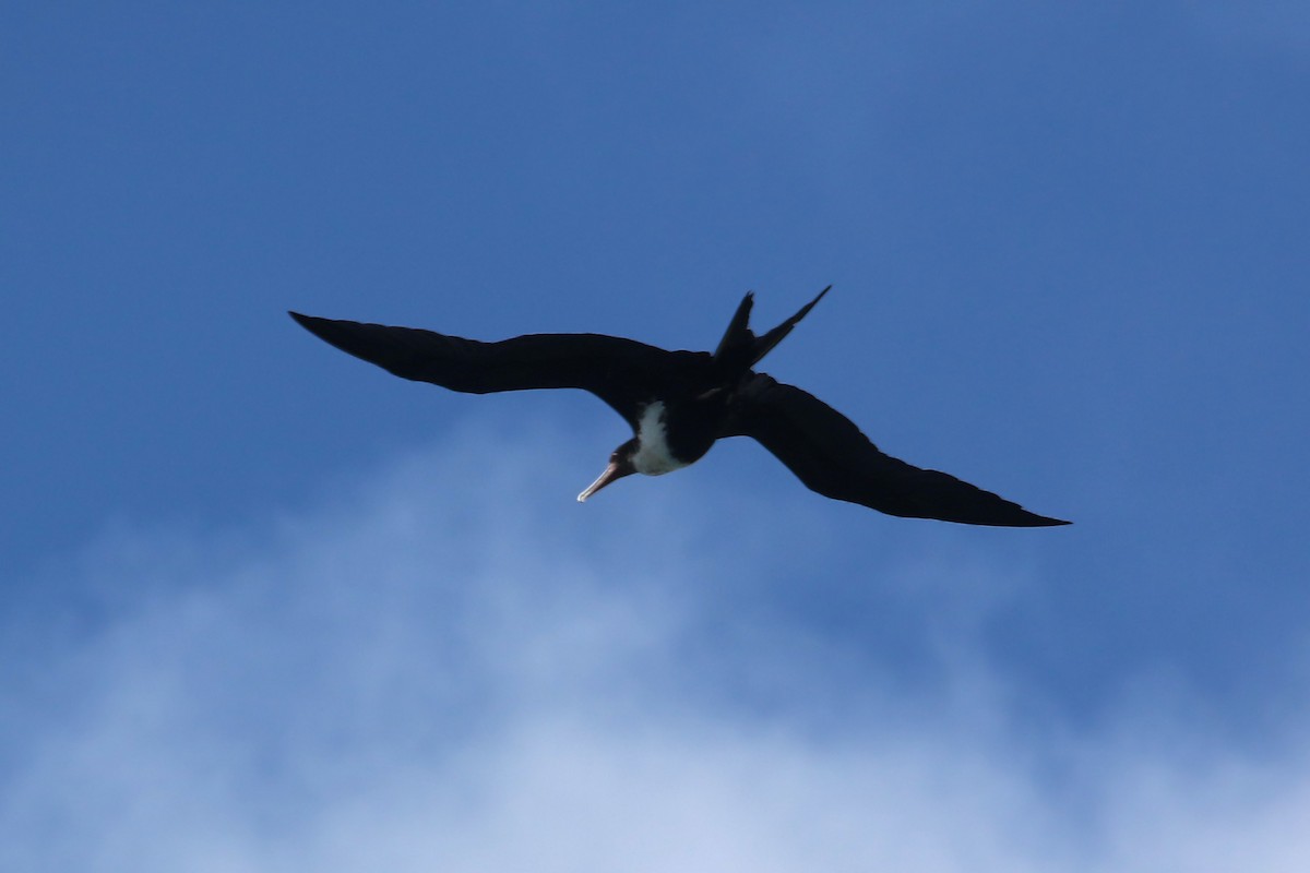 Great Frigatebird - William Clark