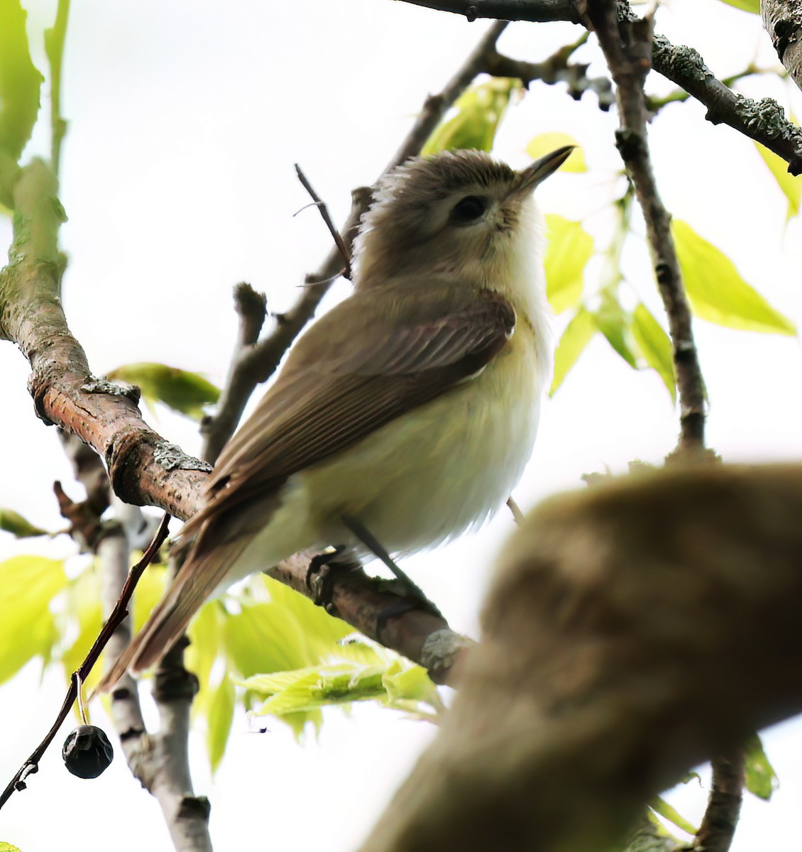 Red-eyed Vireo - Charlotte Byers