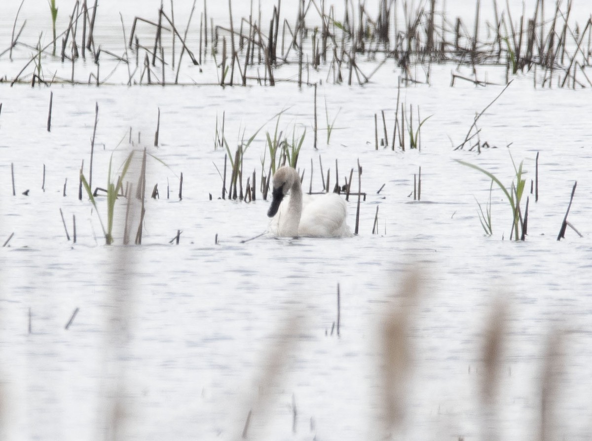 Trumpeter/Tundra Swan - Melinda Marconi