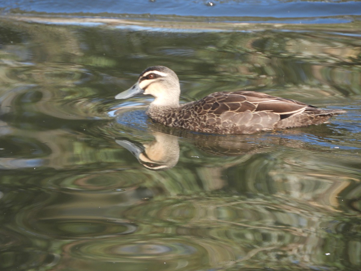 Pacific Black Duck - Charles Silveira