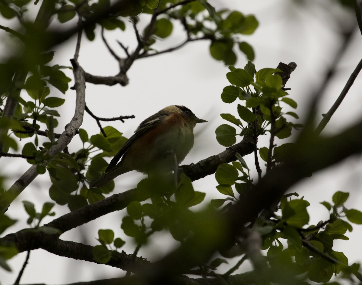 Bay-breasted Warbler - Aaron Loken