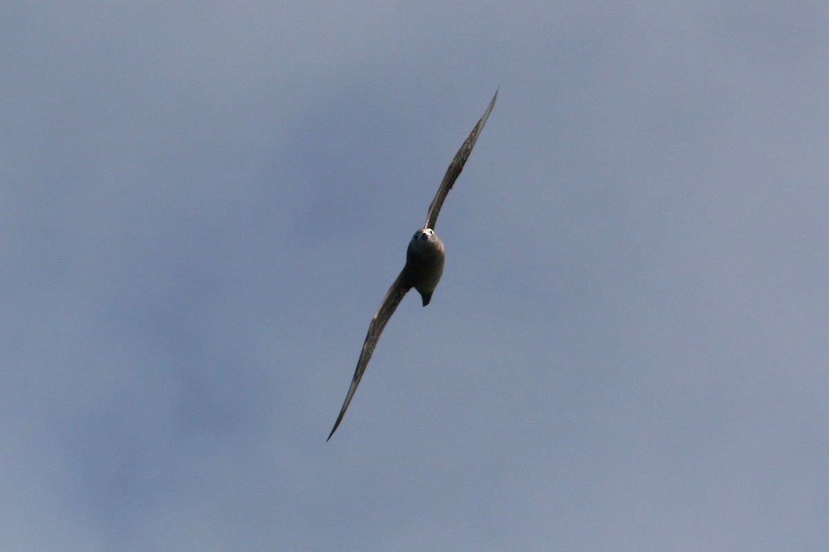 Kermadec Petrel - ML619426008