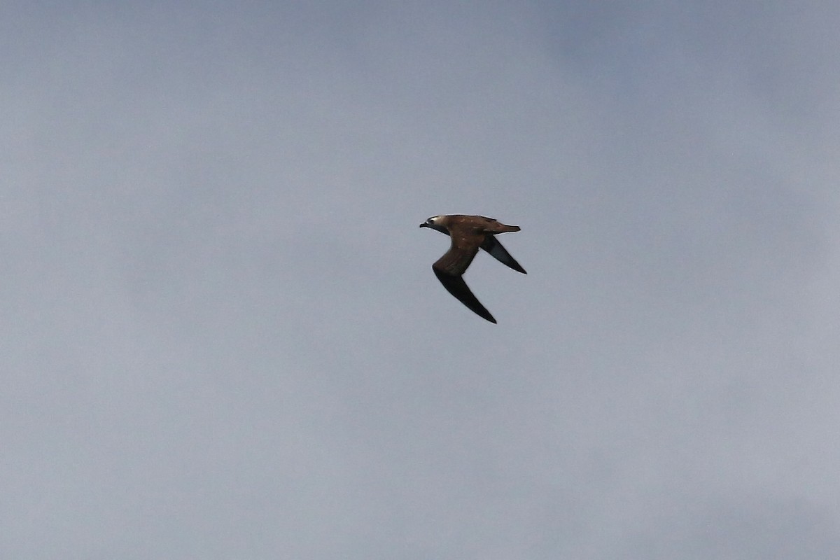 Kermadec Petrel - William Clark