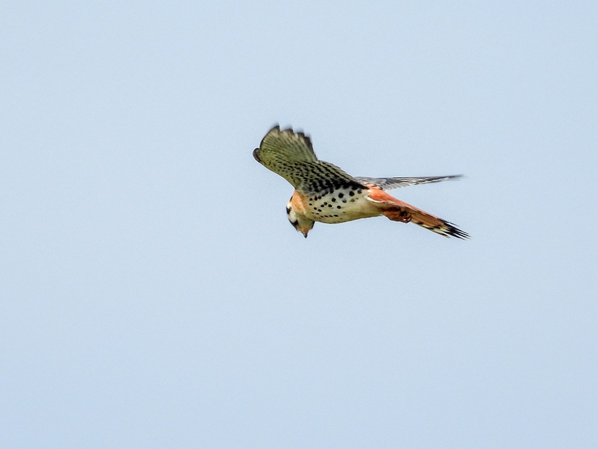 American Kestrel - Ellen Star