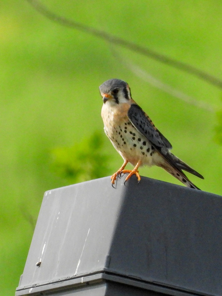 American Kestrel - Ellen Star