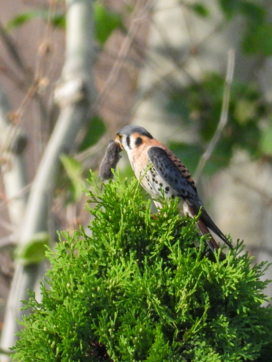 American Kestrel - Ellen Star