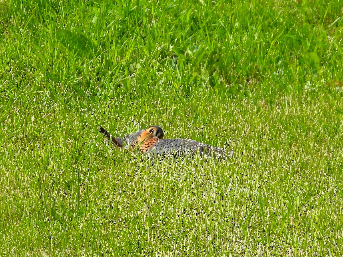 American Kestrel - Ellen Star