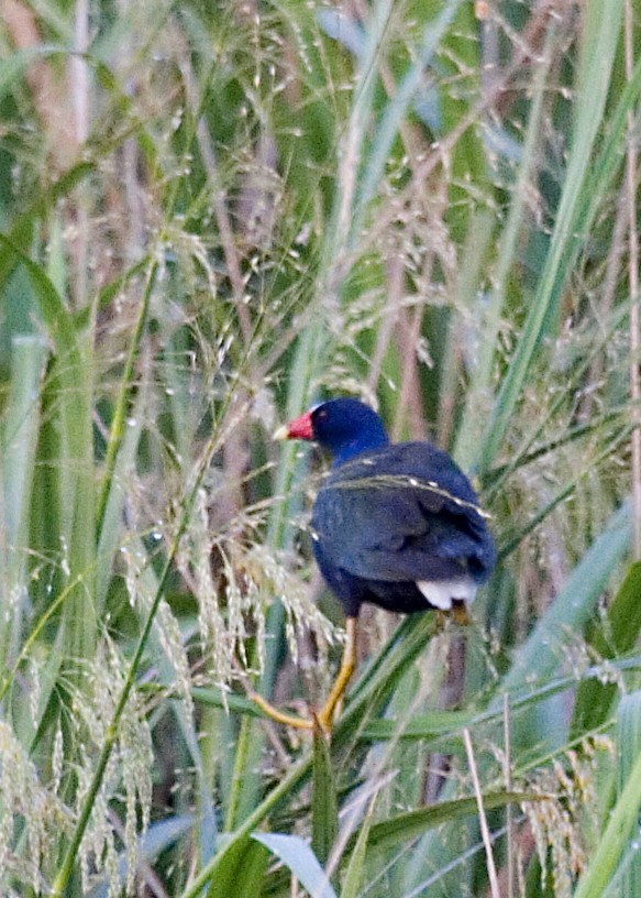 Purple Gallinule - ML619426023